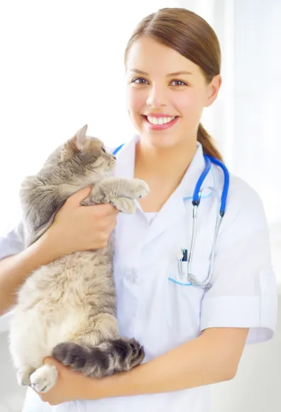 Female Veterinarian holding a fluffy grey tabby cat while smiling at the camera. 